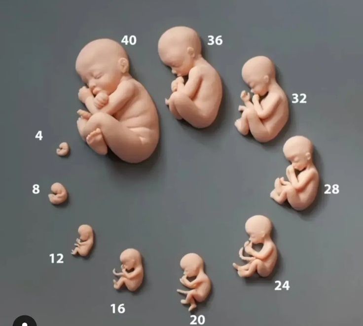 یکی از رازهای رشد جنین
